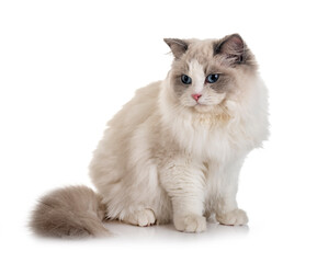 ragdoll cat in studio © cynoclub