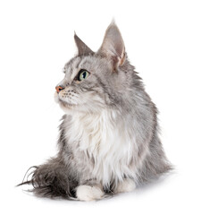 maine coon cat © cynoclub