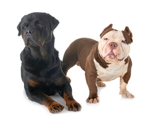 Obraz premium american bully and rottweiler