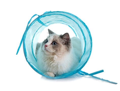 ragdoll cat in studio