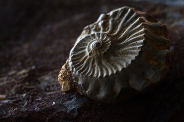 Small Section Of An Extinct Coil Shelled Ammonite Shell Fossil, Ammonoids © Martin