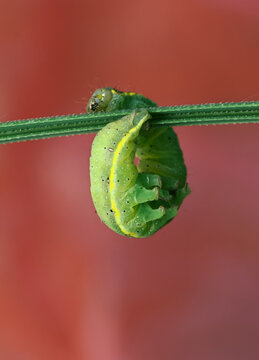 Caterpillar, Larva Of A Bright Line Brown Eye Moth, Lacanobia oleracea, Curled Up And Hanging From A Grass Stem, UK