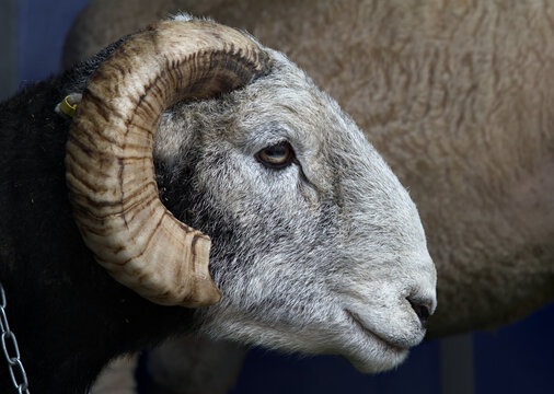Profile View Of The Head Of A Herdwick Sheep With Horns, Cut To Prevent Over Growth, Christchurch,UK