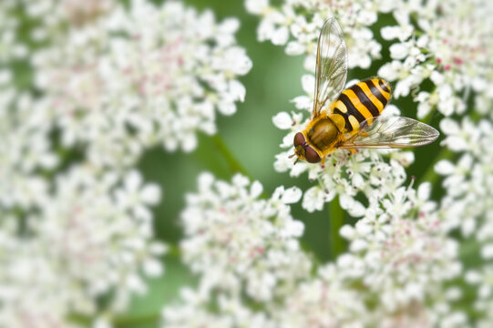 View From Above Of Male Hoverfly, Syrphus ribesii, Feeding On The Flowers Of Hemlock Water Dropwort, Oenanthe crocata, UK