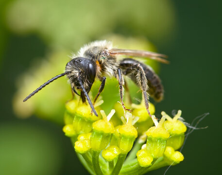 Macro Head Shot Of A Mining Bee, Andrena species, Andrenidae, With Hairy Body Feeding On The Flowers Of Alexanders, Smyrnium olusatrum, UK