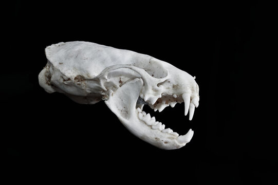 Lateral, Side,Profile View Of A Complete Carnivorous American Mink, Mustela vison, Skull With Lower Jaw Bone With Canine, Incisor Teeth, UK