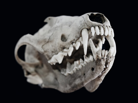 Incisors And Long Canines IN The Whole Skull With Jaw Bone Of A Red Fox, Vulpes vulpes, UK