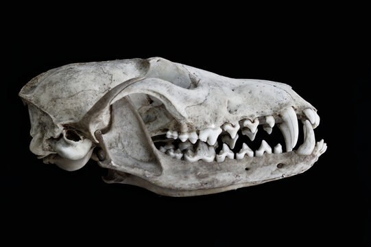 Profile, Lateral, Side View Of A Complete Whole Skull Of A Red Fox, Vulpes vulpes, UK With Jaw Bone And Teeth