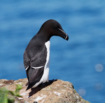A Razorbill, Alca torda, With Head Turned To The Side Sitting On A Cliff Edge, Skomer Island, UK