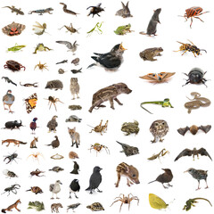 Fototapeta premium european wildlife in studio
