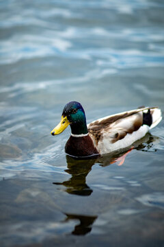 View of a male mallard duck swimming in calm water with its reflection visible in Schwerin, Mecklenburg-Vorpommern, Germany.