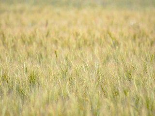 Fototapeta premium Beautiful agricultural background of a ripe cereal crop field with golden ears. High angle view with selective focus and blurry backdrop. Perfect for farming industry, bakery or brewery design