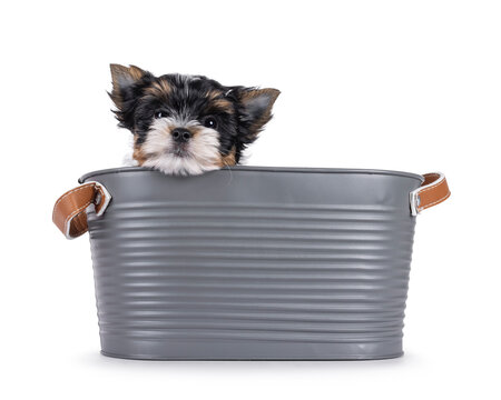 Adorable baby Biewer Terrier dog, sitting in gray metal tub. Looking towards camera with beady eyes. Isolated on a white background.