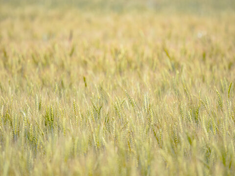 Beautiful agricultural background of a ripe cereal crop field with golden ears. High angle view with selective focus and blurry backdrop. Perfect for farming industry, bakery or brewery design