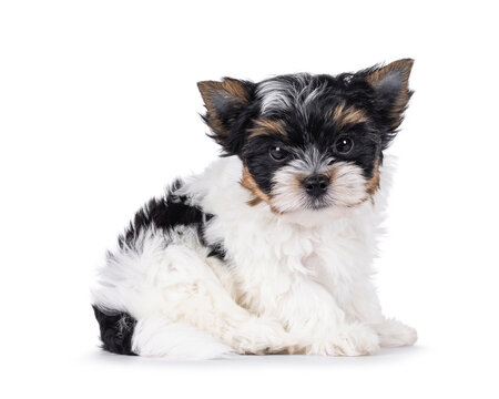 Adorable baby Biewer Terrier dog, sitting up side ways. Looking towards camera with beady eyes. Isolated on a white background.