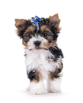 Adorable baby Biewer Terrier dog, standing facing front. Wearing blue bow tie in hair. Looking towards camera with beady eyes. Isolated on a white background.