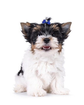 Adorable baby Biewer Terrier dog, sitting up facing front. Wearing blue bow tie in hair. moth open like smiling. Looking towards camera with beady eyes. Isolated on a white background.