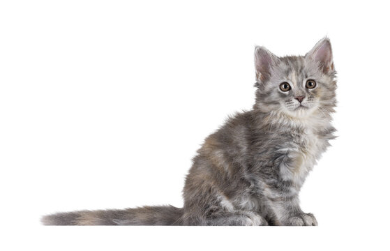 Adorable pastel colored Maine Coon cat kitten, sitting up side ways. Looking straight to camera. Isolated cutout on a transparent background.