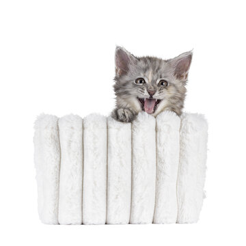 Adorable pastel colored Maine Coon cat kitten, sitting in white basket. Looking straight to camera. Mouth wide open meowing or smiling. Isolated cutout on a transparent background.