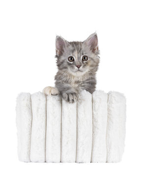 Adorable pastel colored Maine Coon cat kitten, sitting in white basket. Looking straight to camera. Isolated cutout on a transparent background.