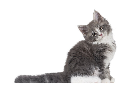 Adorable blue Maine Coon cat kitten, sitting up side ways. Looking straight to camera with cute expression and head tilt. Isolated cutout on a transparent background.