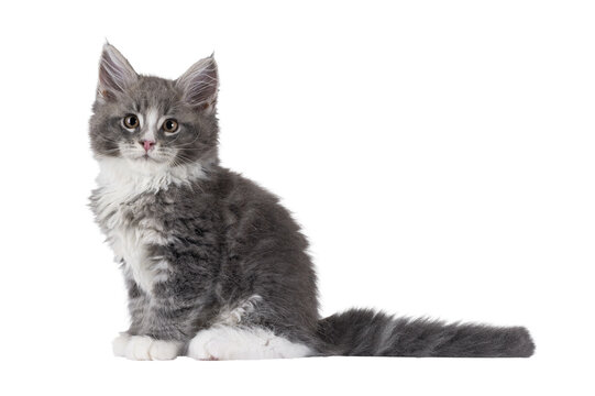 Adorable blue Maine Coon cat kitten, sitting up side ways. Looking straight to camera with cute expression. Isolated cutout on a transparent background.