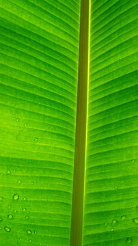 Water Droplets on Green Canna Leaf