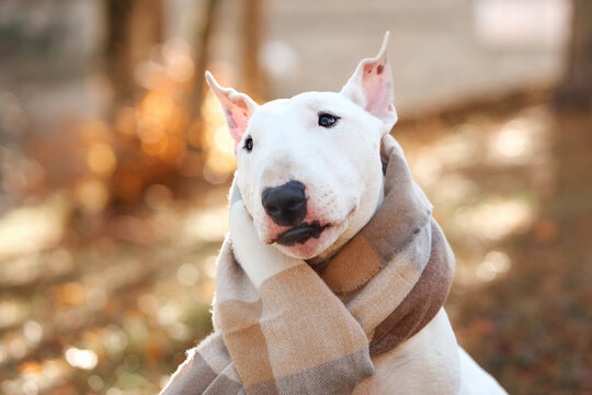 Bull Terrier dog looks toward the camera while wearing a cozy striped scarf. Close-up outdoor view highlights the white pet against warm seasonal forest colors.