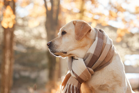 Labrador Retriever dog sits outdoors wearing a warm striped scarf. Golden woodland light creates a cozy seasonal portrait among fall foliage.
