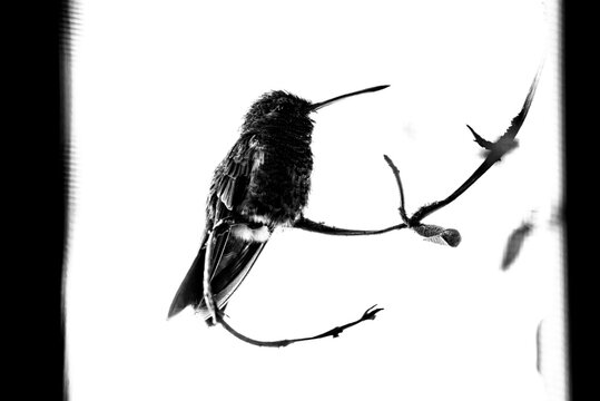 colibr&iacute;, ave, p&aacute;jaro, naturaleza, fauna, vida silvestre, aves silvestres, colibr&iacute; en blanco y negro, fotograf&iacute;a en blanco y negro, alto contraste, silueta, plumaje, plumas, pico largo, ave posada, ram