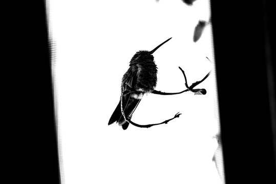 colibr&iacute;, ave, p&aacute;jaro, naturaleza, fauna, vida silvestre, aves silvestres, colibr&iacute; en blanco y negro, fotograf&iacute;a en blanco y negro, alto contraste, silueta, plumaje, plumas, pico largo, ave posada, ram