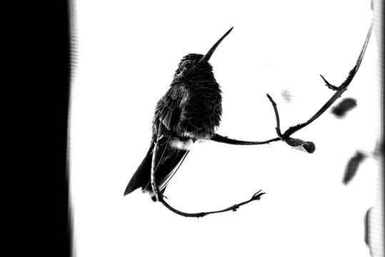 colibr&iacute;, ave, p&aacute;jaro, naturaleza, fauna, vida silvestre, aves silvestres, colibr&iacute; en blanco y negro, fotograf&iacute;a en blanco y negro, alto contraste, silueta, plumaje, plumas, pico largo, ave posada, ram