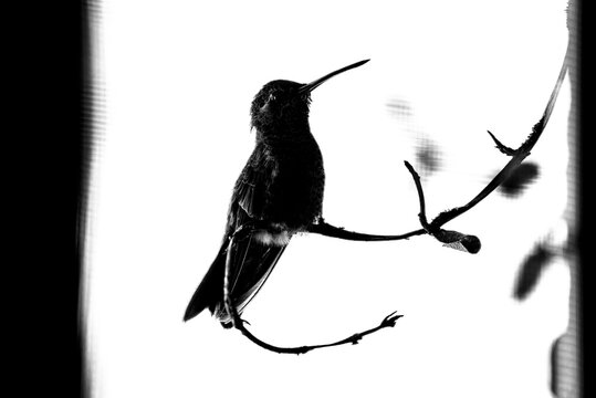 colibr&iacute;, ave, p&aacute;jaro, naturaleza, fauna, vida silvestre, aves silvestres, colibr&iacute; en blanco y negro, fotograf&iacute;a en blanco y negro, alto contraste, silueta, plumaje, plumas, pico largo, ave posada, ram