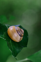 Brown-lipped Snail, Cepaea nemoralis, With No Banding On The Shell On A Leaf, New Forest UK © Martin
