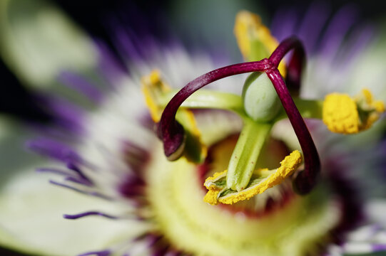 Macro Close Up Detail Of The Stamen, Anther With Pollen And Pistil Of A Passion Flower, Passiflora caerulea, UK