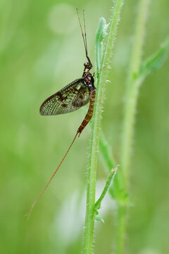 Macro, Close up Of A Common Mayfly, Ephemera danica, Resting On A Stem, New Forest, UK
