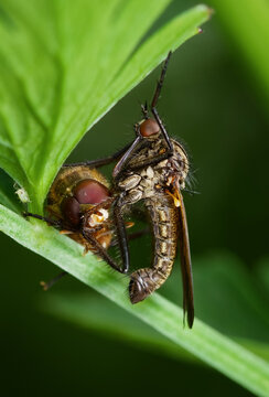 Macro Of A Dagger Fly, Empididae, possibly Empis tessellata, With A Fly As  Prey Resting On A Leaf, New Forest UK