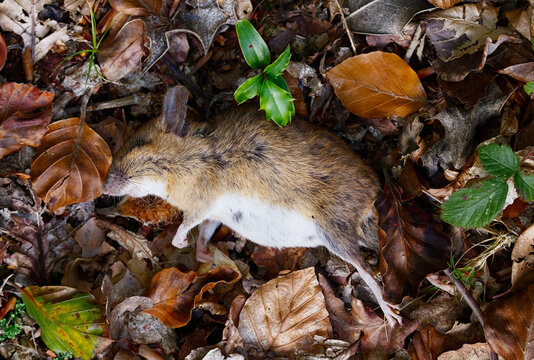 Dead Wood Mouse, Apodemus sylvaticus, Laying On The Ground Amongst Leaves, New Forest UK