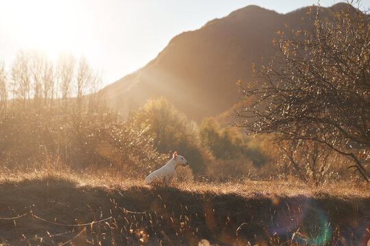 Bull Terrier dog runs across tall grass beneath a spreading tree in warm sunlight. Backlit countryside captures energetic movement during a peaceful fall outdoor adventure.