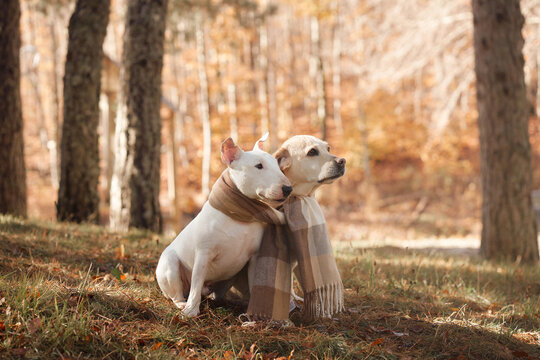 Bull Terrier dog and Labrador Retriever dog sit closely together among woodland trees. Warm fall light captures canine friendship and companionship during an outdoor adventure.