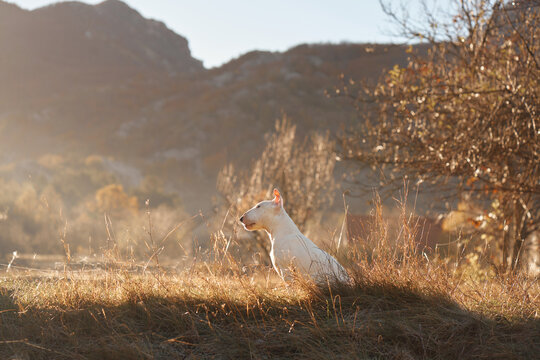 Bull Terrier dog rests among tall sunlit grass with rugged peaks behind. Warm fall countryside provides a peaceful setting for hiking, travel and outdoor exploration.