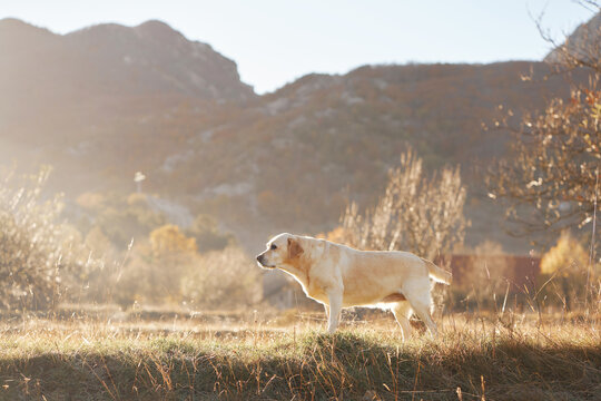 Bull Terrier and American Hairless Terrier dogs run across a golden autumn meadow. Mountain scenery and warm light capture canine friendship, freedom and outdoor adventure.