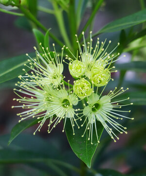 High-quality close-up photo of blooming Xanthostemon chrysanthus blossoms against a soft blurred background.