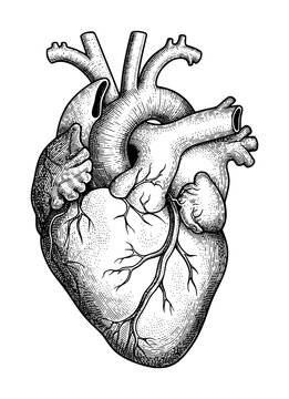Detailed anatomical human heart in vintage etching style isolated on a plain white background