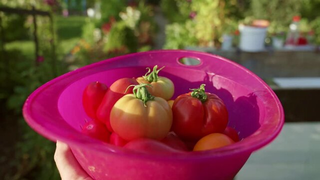 A gardener walks through the garden carrying ripe tomatoes in a plastic colander, first person perspective. 4K footage