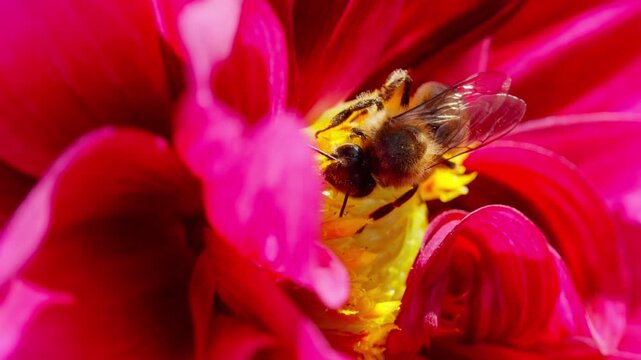 Honey bee Apis mellifera collecting nectar in the centre of a red dahlia flower with a yellow middle. Macro shot of the pollinating insect.
