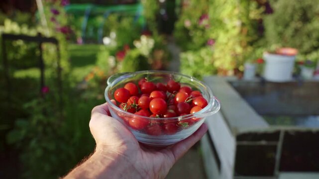 First-person view of a glass bowl filled with ripe red cherry tomatoes, held in a sunny garden by gardener.  4K footage.