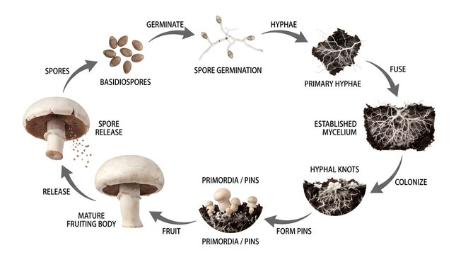 Mushroom life cycle diagram. Basidiospores, spore germination, hyphae, mycelium, primordia, and mature fruiting body stages of development