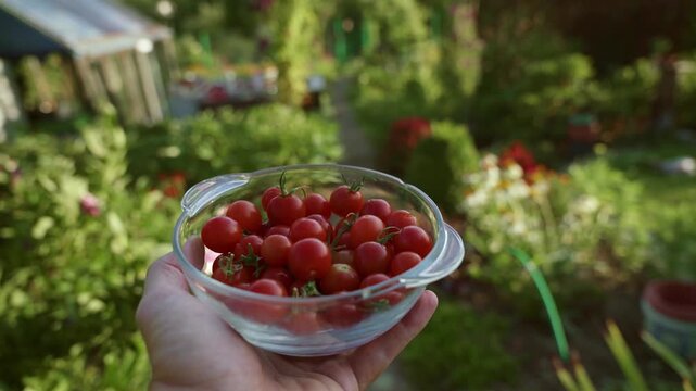 First-person view of a glass bowl filled with ripe red cherry tomatoes, held in a sunny garden by gardener.  4K footage.