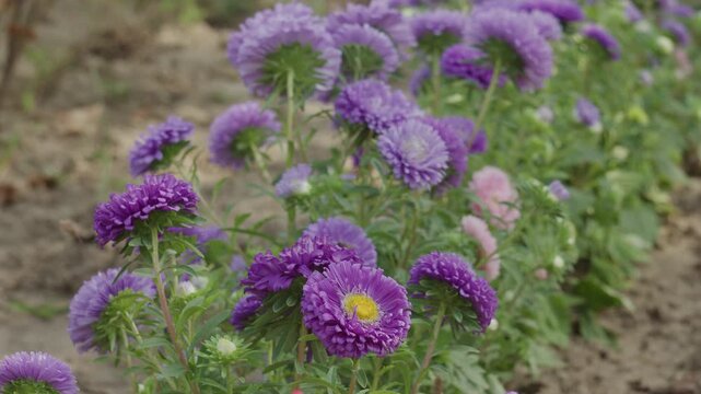 Vibrant purple aster flowers blooming gracefully in a sunny garden bed